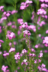 spring flowers in the garden