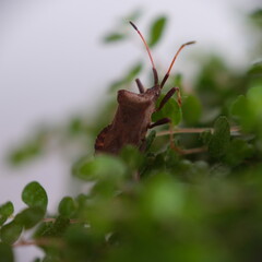 Brown insect climbing in green pot plant with small leaves