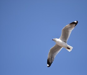 Fototapeta premium Seagull in flight
