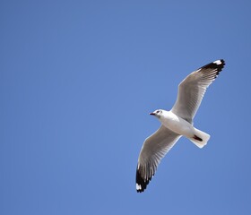 Seagull in flight