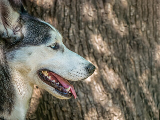 Obraz premium Close up with a husky dog's head.