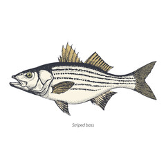 Striped bass hand drawn outline color vintage vector illustration. Isolated on white background.