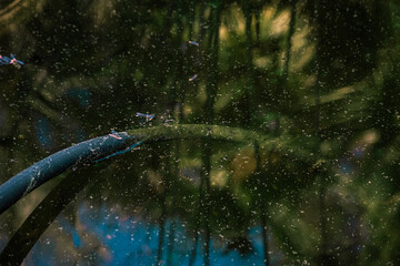 Rubber garden hose in the water