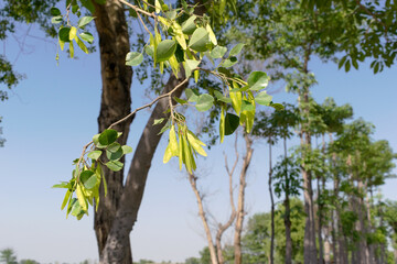 Dalbergia sisso or Indian rosewood seed buds closed up view