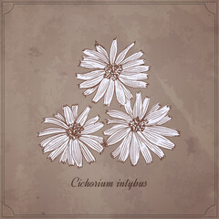 Cichorium (common chicory) coffee substitute herb. Hand drawn vector illustration on vintage paper background.