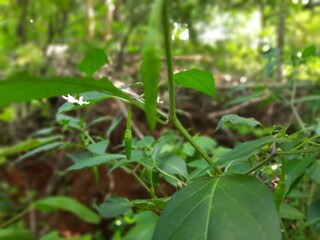 green beans in the garden