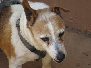 Dogs, Johannesburg, South Africa, 2018