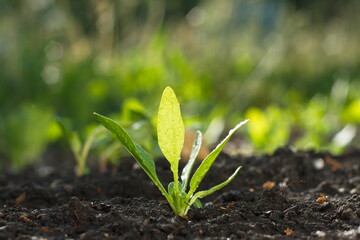 Growing spinach.
Spinach growing in open ground close-up.