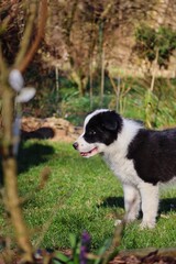 Border Collie Puppy Smiles in the Garden of Czech Republic. Black and White Puppy Enjoys Sun in Spring.
