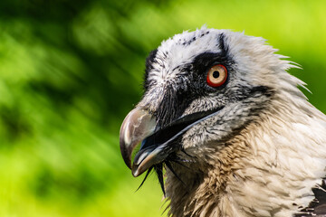 Rare large bird, the Bearded vulture listed in the red book of Russia. An individual from the order Falconiformes and the hawk family. A sedentary bird, it nests in pairs in caves and rock crevices.