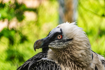 Rare large bird, the Bearded vulture listed in the red book of Russia. An individual from the order Falconiformes and the hawk family. A sedentary bird, it nests in pairs in caves and rock crevices.