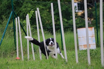 Border Collie Runs through Weave Poles During Agility Training. Happy Black and White Dog Weaving through Poles in Czech Republic.