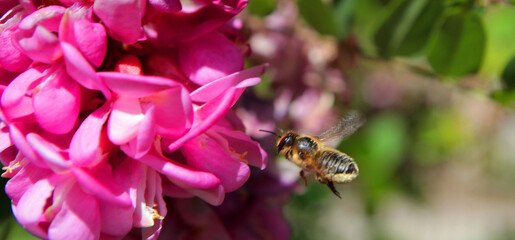 
in flight, a bee collects pollen from flowers and at the same time pollinates them.