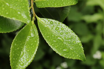 Waterdots on the green leaves