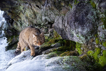 European wildcat in beautiful nature habitat. Very rare and endangered animal. Felis silvestris. Wild eurasian animals. European wildlife. Wildcats. © photocech