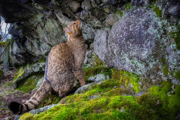 European wildcat in beautiful nature habitat. Very rare and endangered animal. Felis silvestris....