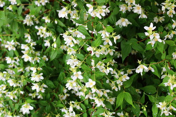 Jasmin