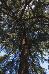 Fototapeta premium Vertical photo of an old tree in a green forest. Tree in the Retiro Park of the city of Madrid, Spain.