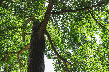 Obraz premium forest trees. natural green wood background. Sunny day.
