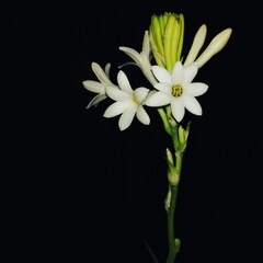 Fototapeta premium white flower on black background
