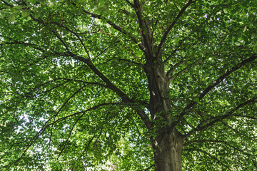 Fototapeta premium vertical photo of a tree in a green forest.
