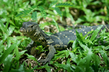 The water monitor.