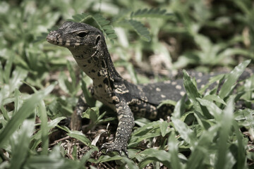 The water monitor.