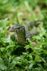 The water monitor.