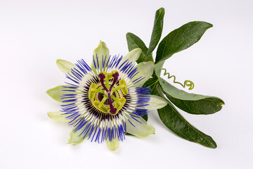 Passiflora plant flower on the white background