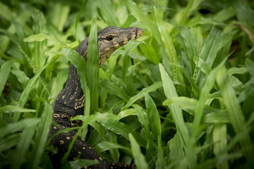 The water monitor.
