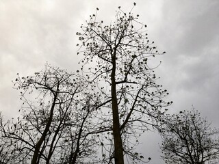 silhouette of a tree