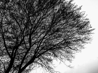 silhouette of a tree in winter