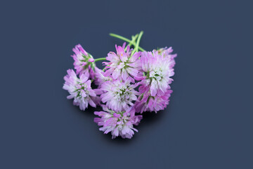 Trifolium alexandrinum cattle fodder beautiful flowers  on a dark background