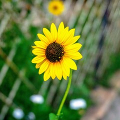 Obraz premium yellow flower on green background