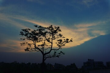 sunset in the forest