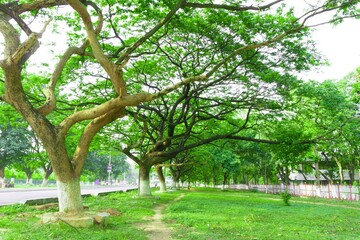trees in the park
