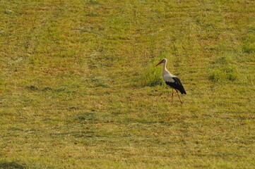 Bocian na polu