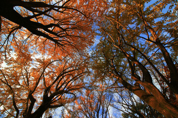 A photo looking up from below at an autumn forest that turned red at sunset