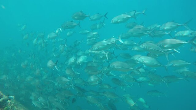 School of Bigeye Trevally fish (Jackfish) 