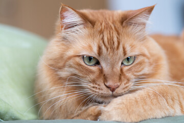 くつろぐ猫　　茶トラ猫
