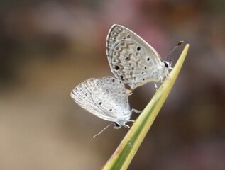 butterfly on a leaf