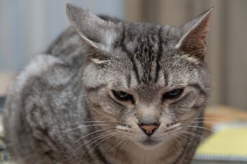 見つめる猫　　サバトラ猫