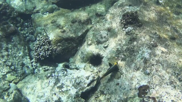 Elegant Unicornfish (Naso elegans) searching for food in a dead coral reef on La Digue, Seychelles. El Nino and climate change cause irreversible coral Bleaching and die-off.