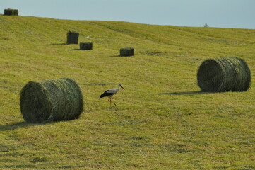 Bocian na polu. Krajobraz. Polska - Mazury - Warmia. © Rafa