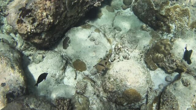 Black-blotched porcupinefish (Diodon liturosus) searching for food in a dead coral reef on La Digue, Seychelles. El Nino and climate change cause irreversible coral Bleaching and die-off.