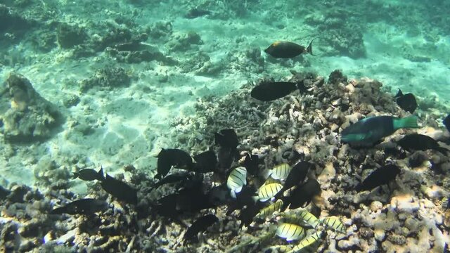Swarm of Convict tang (Acanthurus triostegus) and Striated Surgeonfish (Ctenochaetus striatus) swimmig in a dead coral reef on Seychelles. El Nino and climate change cause irreversible coral bleaching