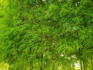Bright green bamboo trees lined up in the garden, shining from the back. Scientific name Bambusa sp. Is a shrub with evergreen leaves. Bamboo grove natural green background
