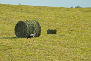 Warmia - bocian na polu © Rafa