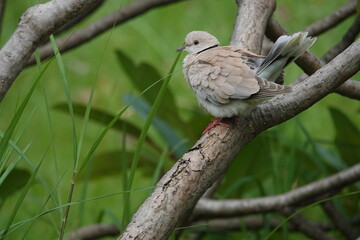 Red Collared Dove (Streptopelia tranquebarica) stands on a frangipani tree in the park in the evening. Distinctive features covered with grayish brown hair.With a black way across the back of the neck