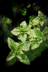 Świeże oregano rosnące w zielniku, ciemne tło